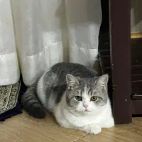 گربه بریتیش