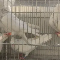 5  طوق طوقی الماسی هفترنگ  نر|پرنده|شاهین‌شهر, فیض|دیوار