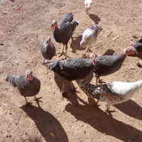 بوقلمون|حیوانات مزرعه|سیلاخور, |دیوار