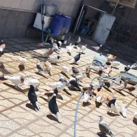 کبوتر کفتر ذات دار