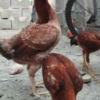 مرغ و2جوجه