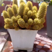 گل کاکتوس
