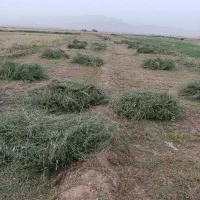 یونجه