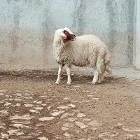 کاور ورن .بره قوچ .گوسفند سنجابی