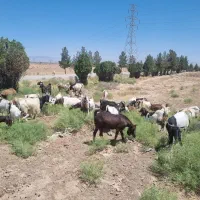 کارگر دامداری