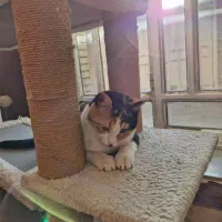 واگذاری گربه