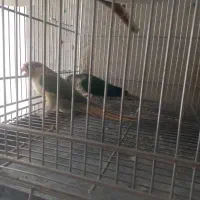 جفت نرو ماده گرینچیک