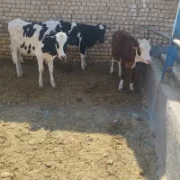 گوساله ماده
