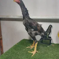 جوجه خروس اوشامو