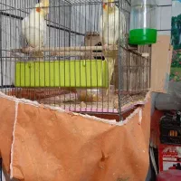 عروس هلندی زعفرانی با ۱ جوجه