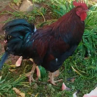 خروس محلی زیرک وگوشتی