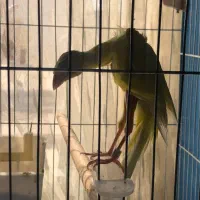 قناری جیبر سوپر رسمی