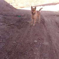 سگ گرگی بسیار زرنگ باهوش برای نگهبانی عالی