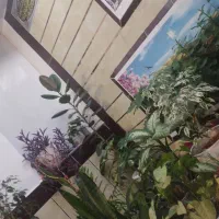 گل طبیعی