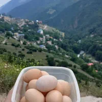 تخم مرغ محلی اورگانیک