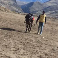 اسب مادیون سرو دم گیر