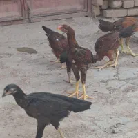 جوجه لاری
