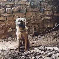 سگ نر|سگ|اسدآباد, |دیوار