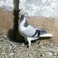 کفتر دمگیر نقرای ماده