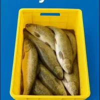 فروش ماهی قزل الاسردابی