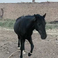 فروش اسب|اسب و تجهیزات اسب‌سواری|شاهرود, |دیوار