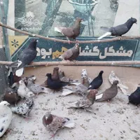 دم‌سفید سرور