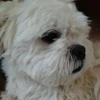 سگ شیتزو فلت