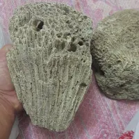 صدف .سنگ مرجان|ماهی|گلستان (تهران), |دیوار