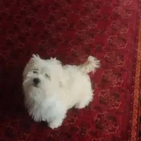 سگ باهوش