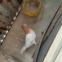 کبوتر کله زرد ماده