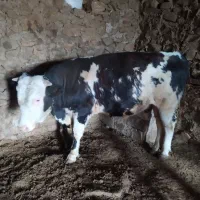 گاو نر سیمینتال اصل