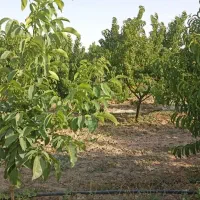 باسلام فروش باغ 3000 متربا90 دقیقه آب|فروش دفتر صنعتی، کشاورزی، تجاری|فریمان, |دیوار