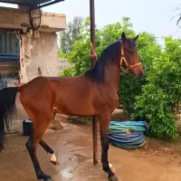 نریان عرب