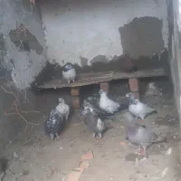 کفتر|پرنده|نوشین شهر, |دیوار