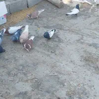 خوشرنگ سینهای پلاکی|پرنده|مبارکه, |دیوار