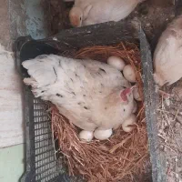 مرغ کرچ گلین