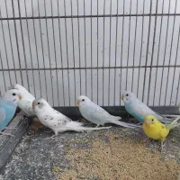 مرغ عشق جداکن سواکن تنوع رنگ پرنده سرای کیان|پرنده|کرج, خرمدشت|دیوار