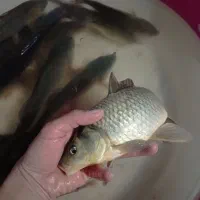 ماهی زنده کپور طلایی