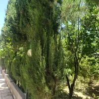 باغ-واقع-در-دوکوهک