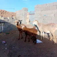 میش زایده بره نر