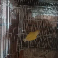 طوطی برزیلی ماده|پرنده|نکا, |دیوار