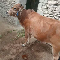 گاو شیری آروم