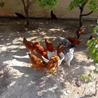 مرغ و خروس نیمچه محلی تخم گذار|حیوانات مزرعه|چهارباغ, |دیوار