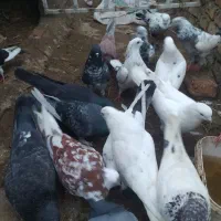 کبوتر ساده دورگ آلمانی