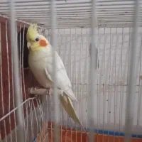 عروس هلندی|پرنده|دماوند, دماوند|دیوار