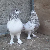 کبوتر پرشی|پرنده|مبارکه, |دیوار