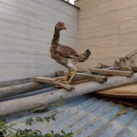 واگذار ۵ عدد مرغ و خروس لاری|حیوانات مزرعه|گرگان, |دیوار