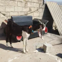 بز جوان|حیوانات مزرعه|مسجد سلیمان, |دیوار