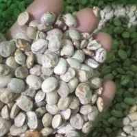 لوبیا چیتی امسالع ۲۰۰ تومان