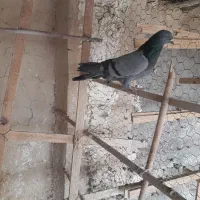 کفتر پرشی|پرنده|ساوه, |دیوار